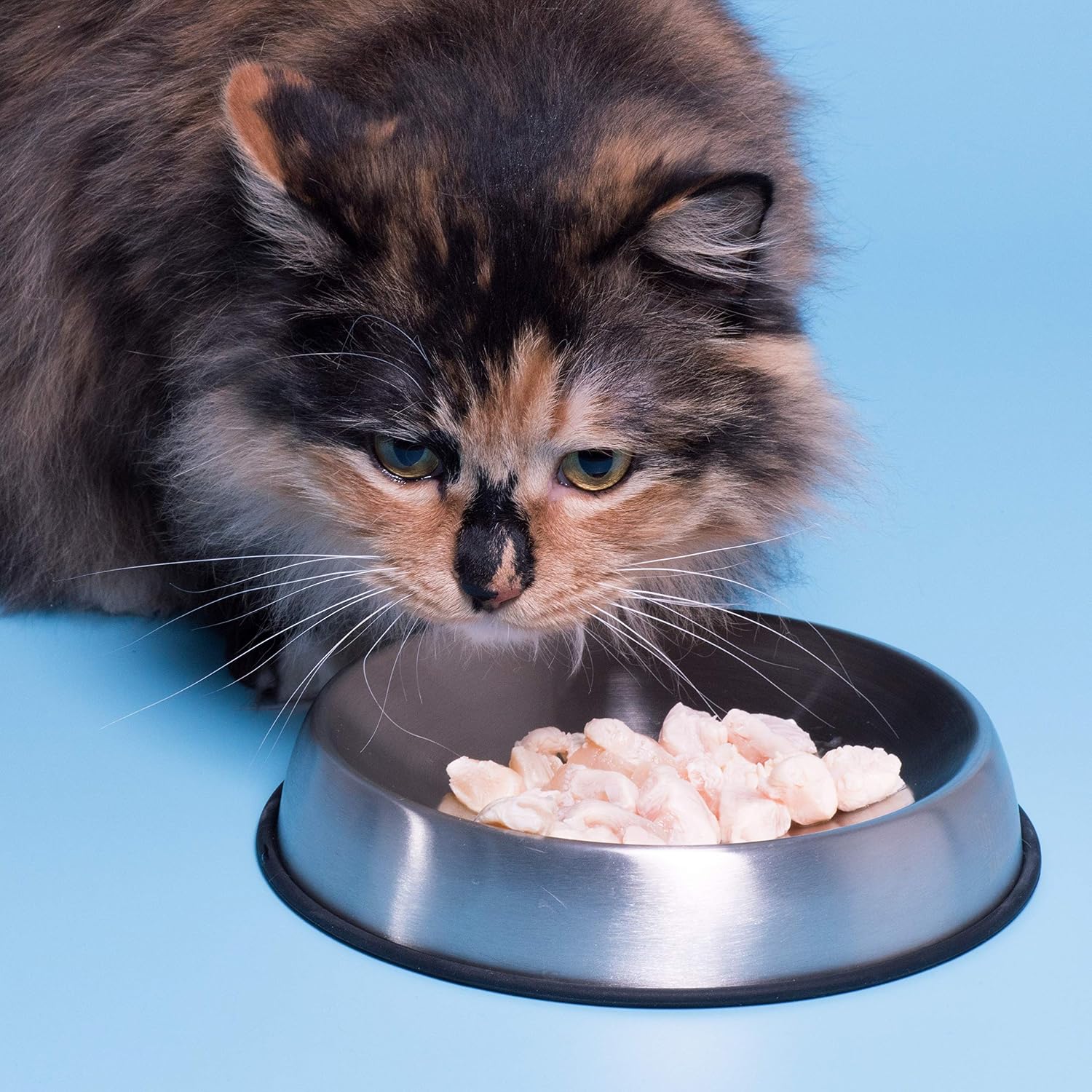 Dr. Catsby's shallow stainless steel whisker relief food bowl for cats