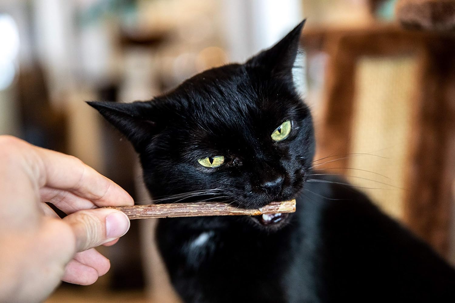 Meowy Janes silvervine chew sticks for cat dental care and mental enrichment
