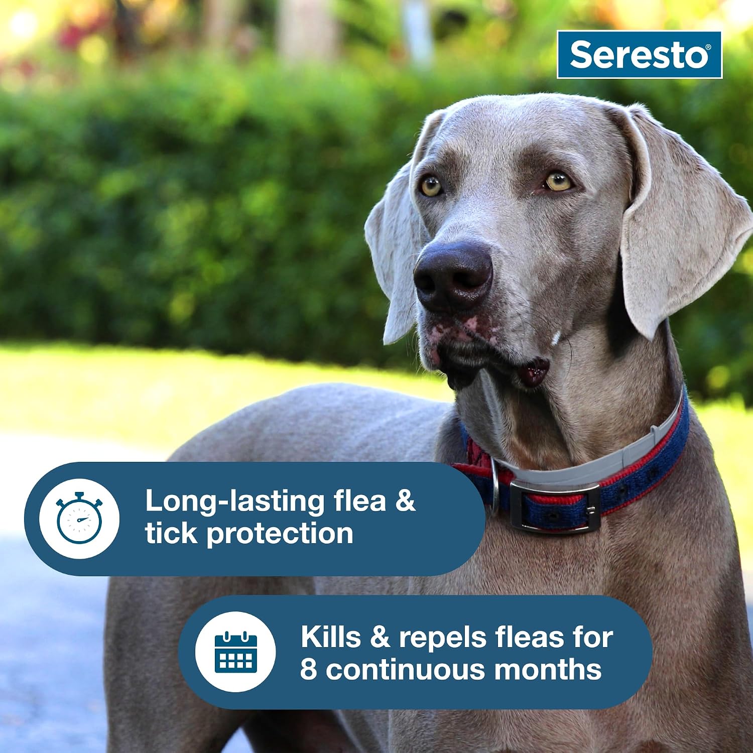 Seresto flea and tick collar for dogs over 18 lbs with 8 month protection